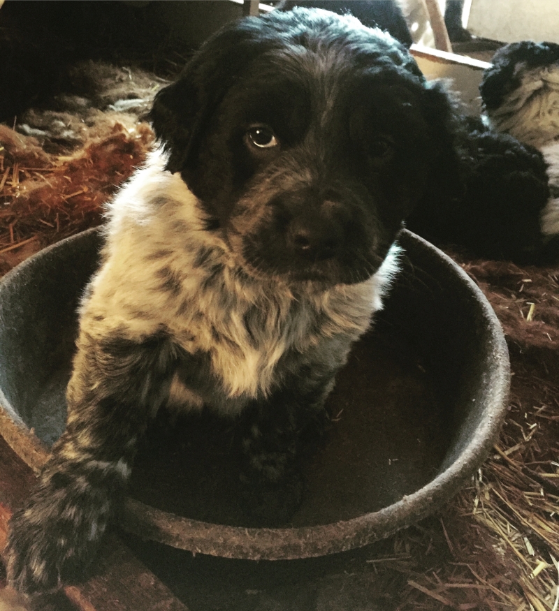 Wonderful outdoor mixed breed puppies available - photo 3